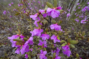 Vegetation of Kamchatka