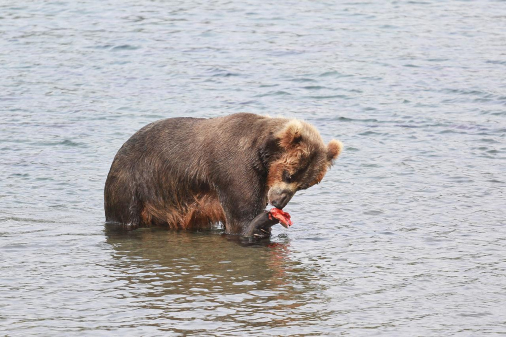 Animal  world   of  Kamchatka
